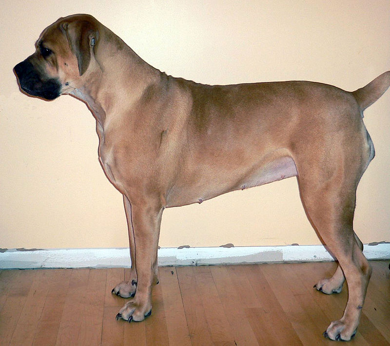 Difference Between Boerboel and Rottweiler 