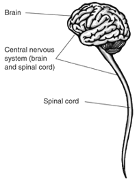 Main Difference -  Central vs Peripheral Nervous System 