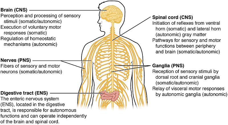 Difference Between Central And Peripheral Nervous System 