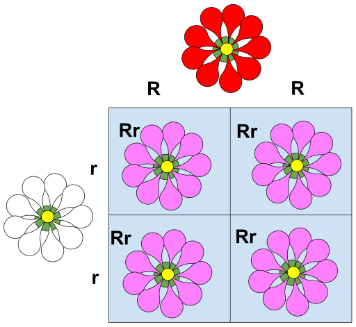 difference-between-codominance-and-incomplete-dominance-definition-features-examples