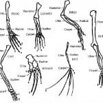 Unterschied zwischen konvergenter und divergenter Evolution 