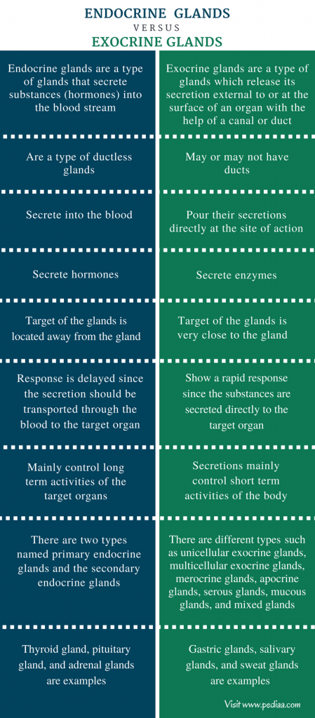 difference-between-endocrine-and-exocrine-glands-definition-types