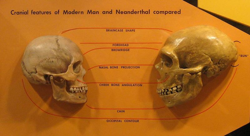 Main Difference - Neanderthals vs Humans