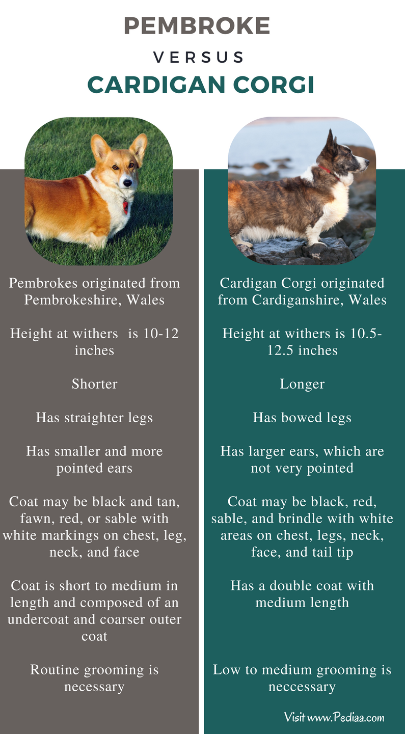 Difference Between Pembroke and Cardigan Corgi - Comparison Summary