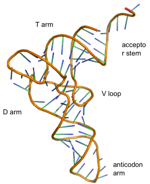 Difference Between RNA and mRNA_Figure 1