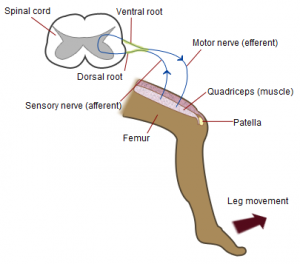 Difference Between Somatic and Autonomic Nervous System | Types ...