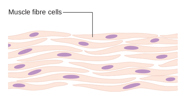 Difference Between Somatic and Germ Cells