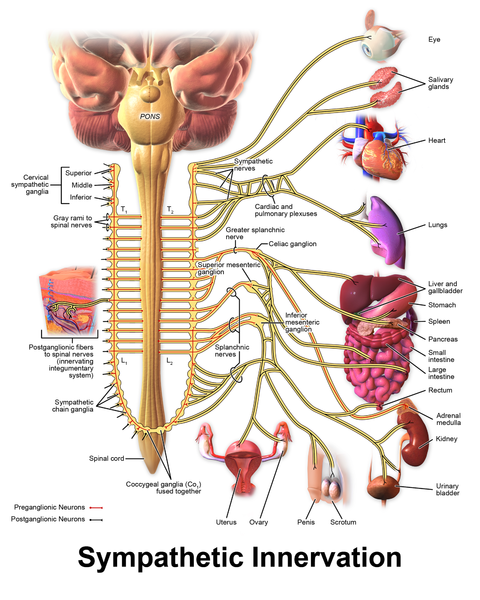 Difference Between Sympathetic and Parasympathetic Nervous System 