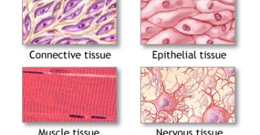 tissue definition Archives - Pediaa.Com