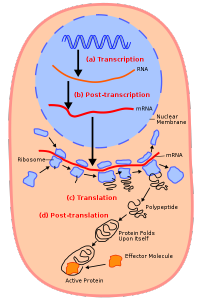 Difference Between mRNA tRNA and rRNA | Definition, Features, Function ...