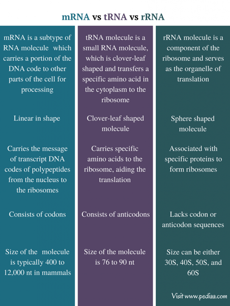 difference-between-mrna-trna-and-rrna-definition-features-function