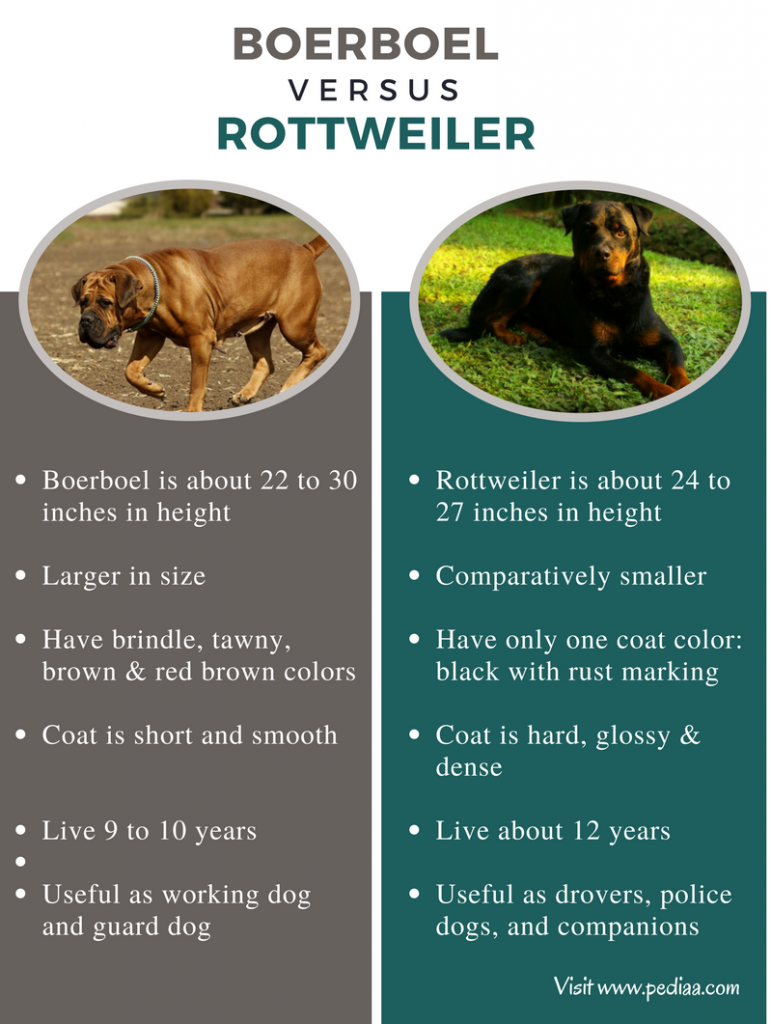 Difference Between Boerboel and Rottweiler Facts, Characteristics