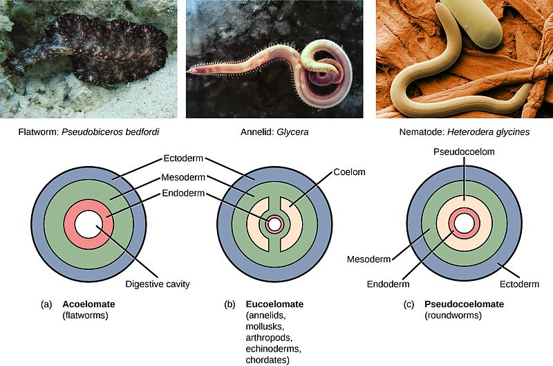 difference-between-acoelomate-and-coelomate-definition