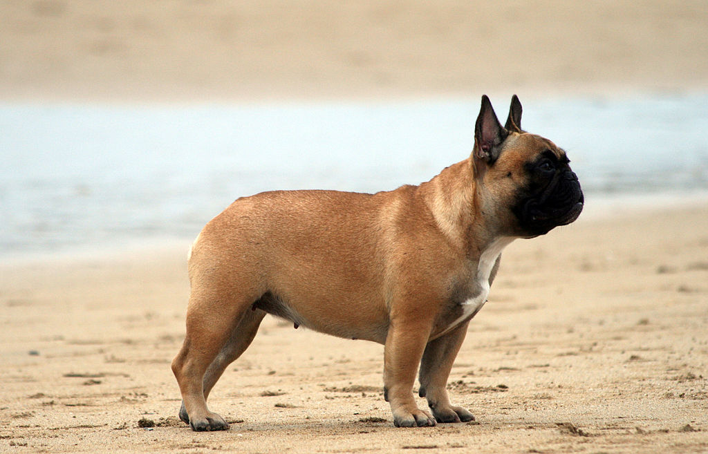 Difference Between Boston Terrier and French Bulldog