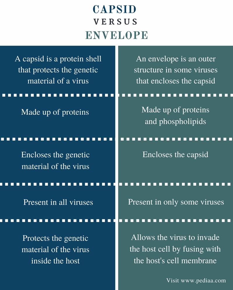 Difference Between Capsid and Envelope - Comparison Summary