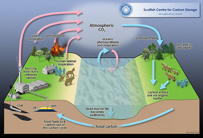 Difference Between Carbon and Nitrogen Cycle | Definition, Importance ...