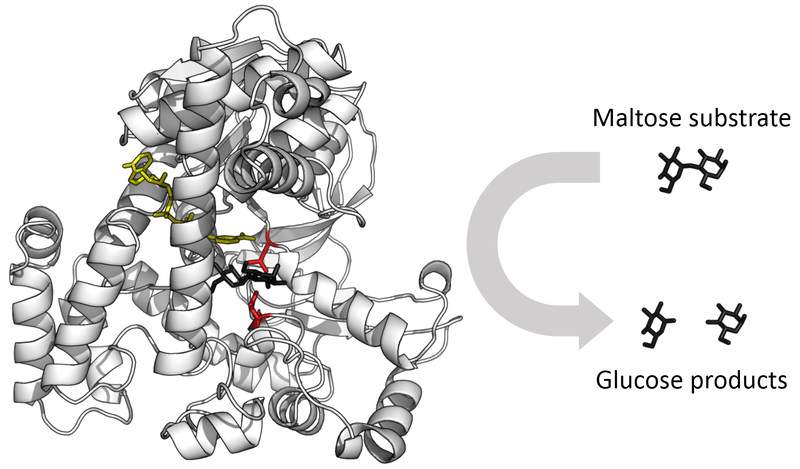 Main Difference - Catalyst vs Enzyme