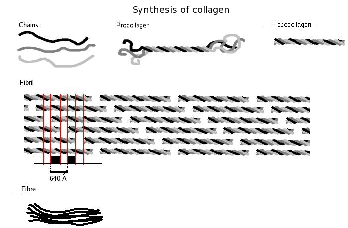 Difference Between Collagen and Elastin 