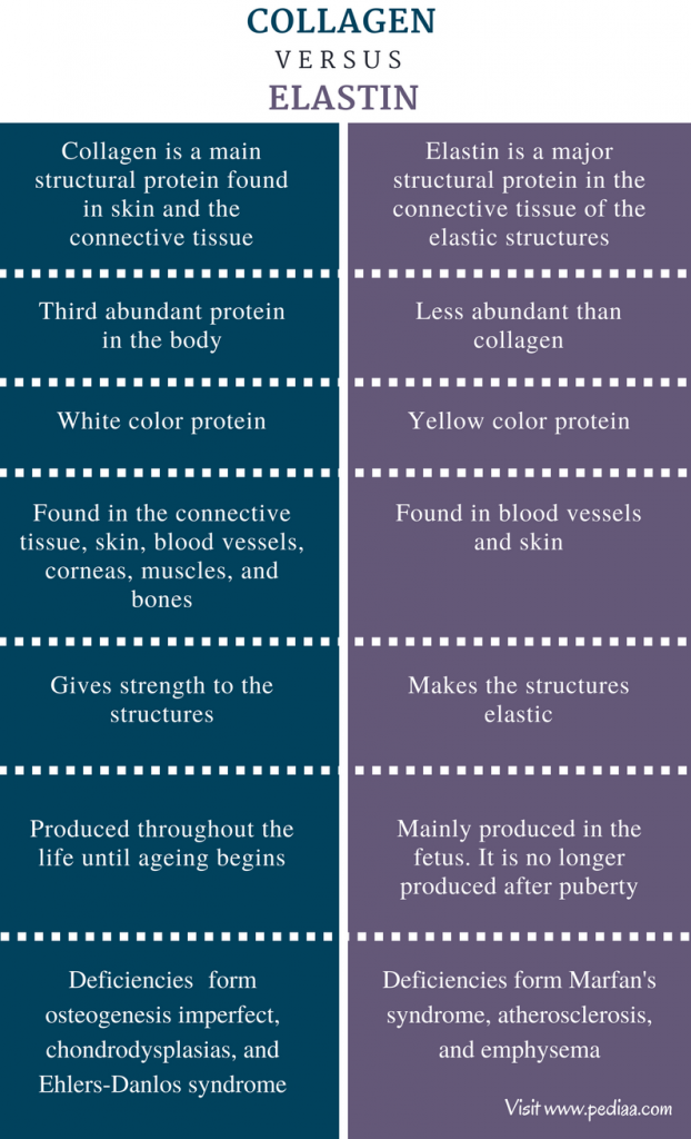 Difference Between Collagen and Elastin - Comparison Summary