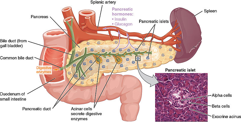 difference-between-duct-and-gland-definition-types-secretions