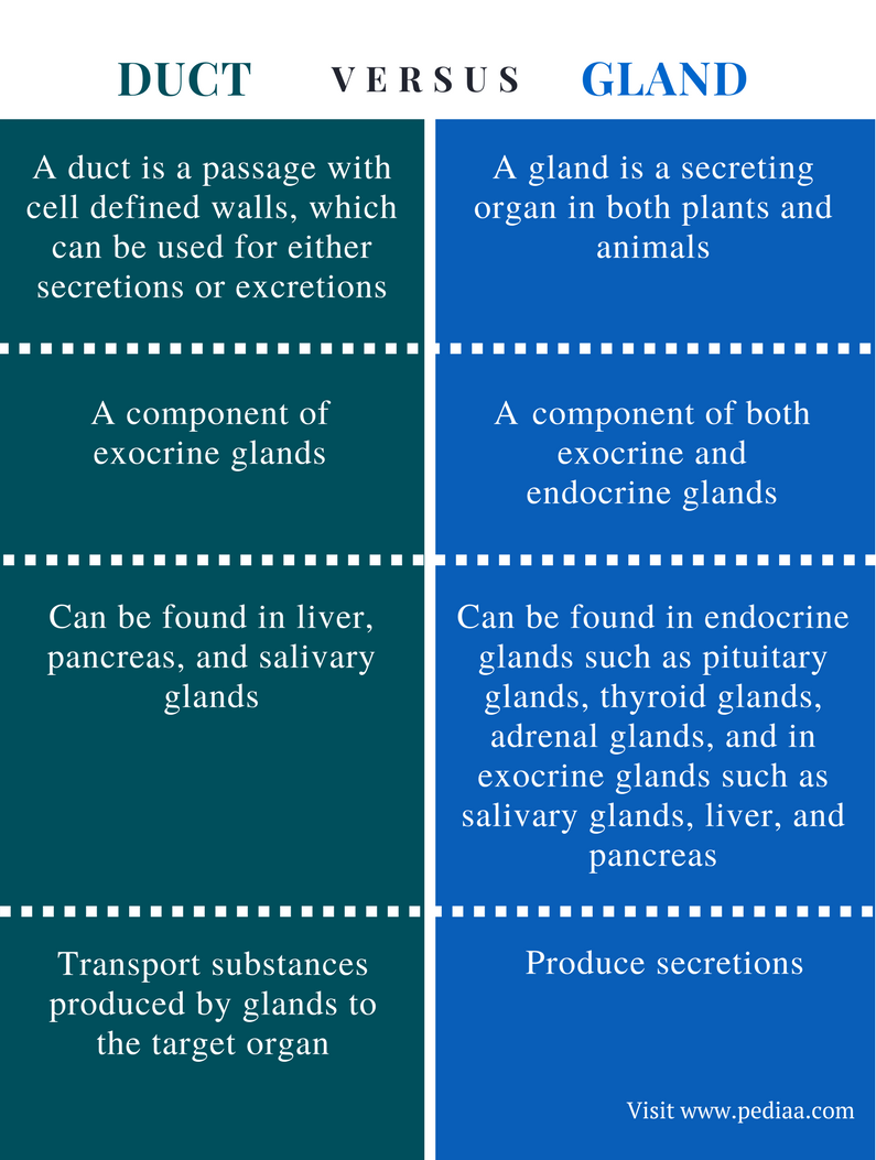 Difference Between Duct and Gland Definition, Types, Secretions