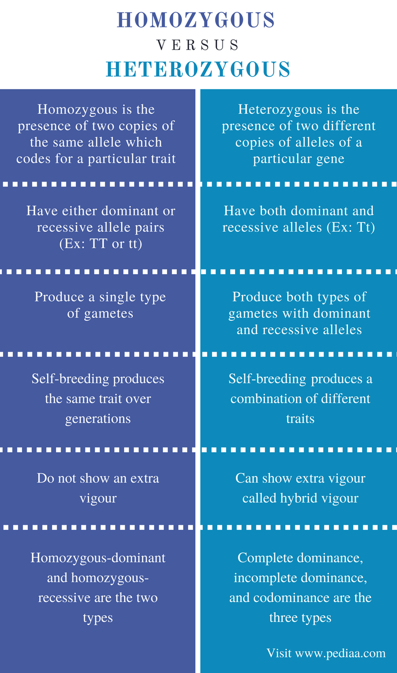 difference-between-homozygous-and-heterozygous-definition