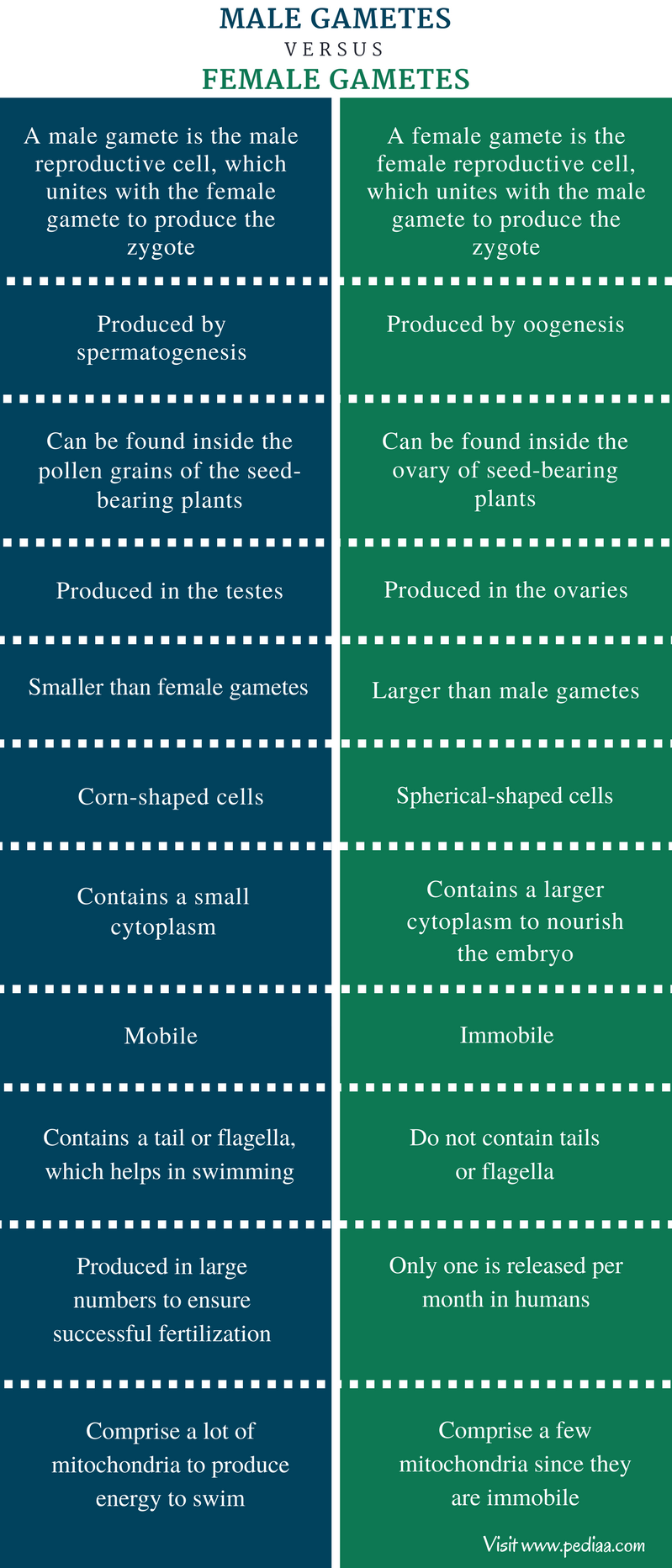 difference-between-male-and-female-gametes-definition-features-types