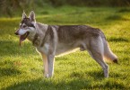 Difference Between Northern Inuit and Husky