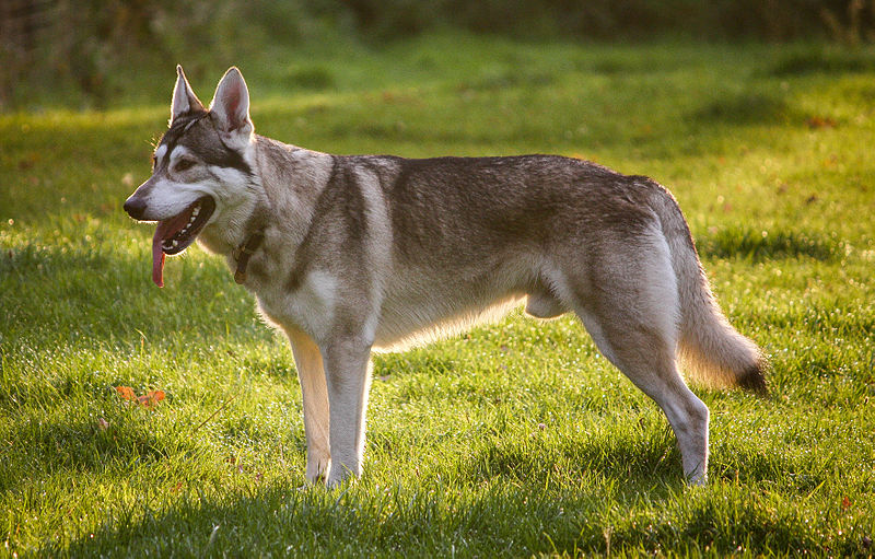 Difference Between Northern Inuit and Husky