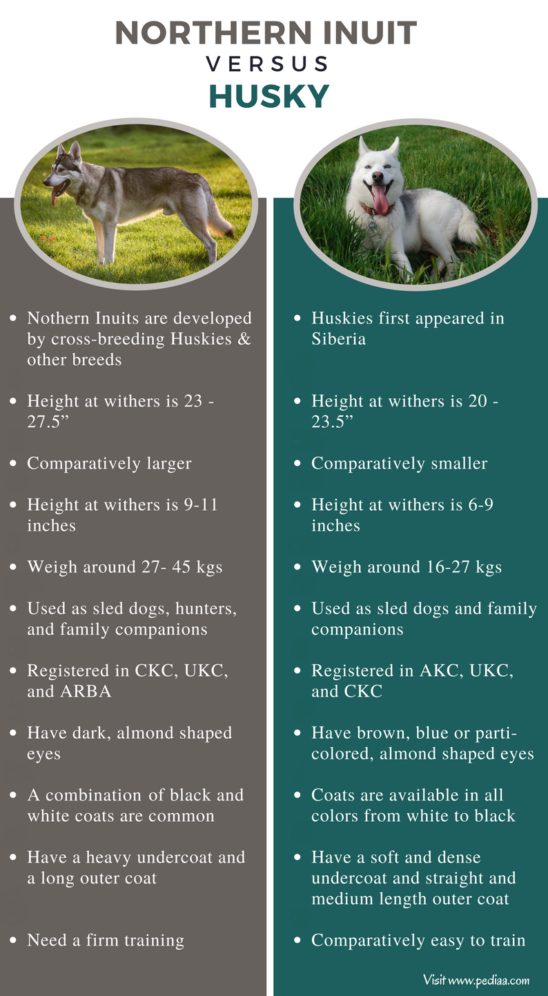 Difference Between Northern Inuit and Husky | Facts, Features, Characteristics, Behaviour