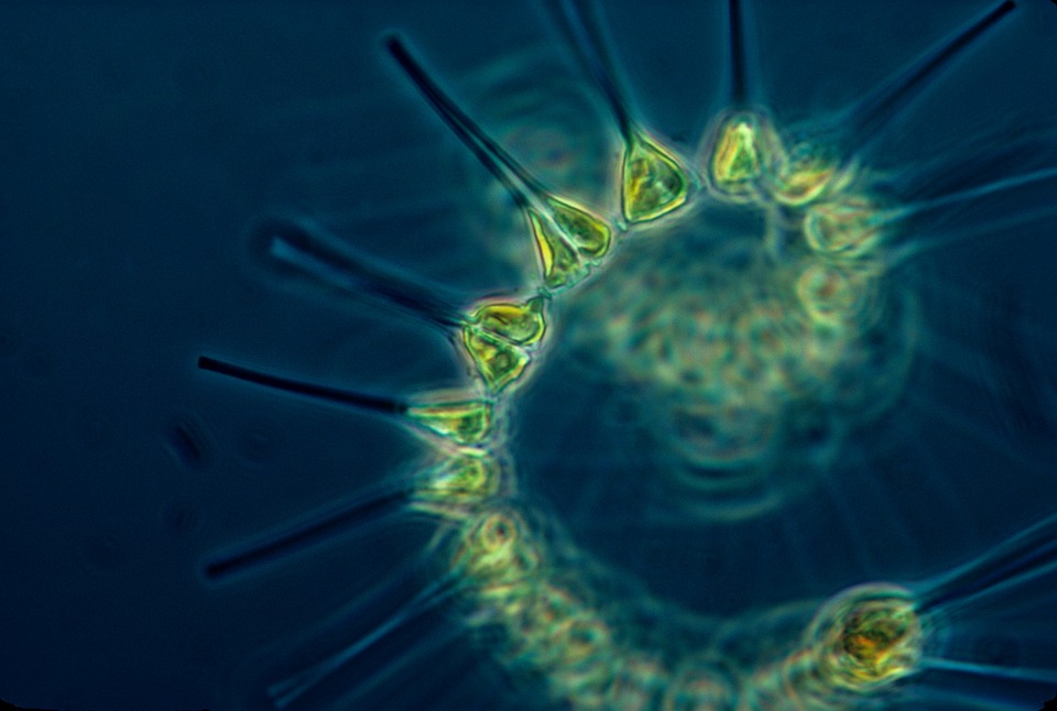 Figure 1: Phytoplankton