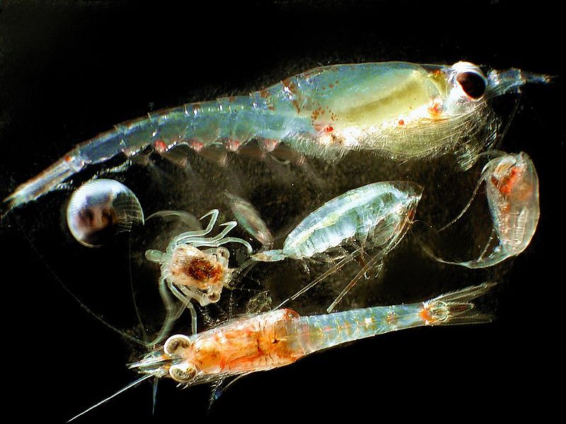 Main Difference - Phytoplankton vs Zooplankton