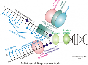 Difference Between Prokaryotic and Eukaryotic DNA Replication ...