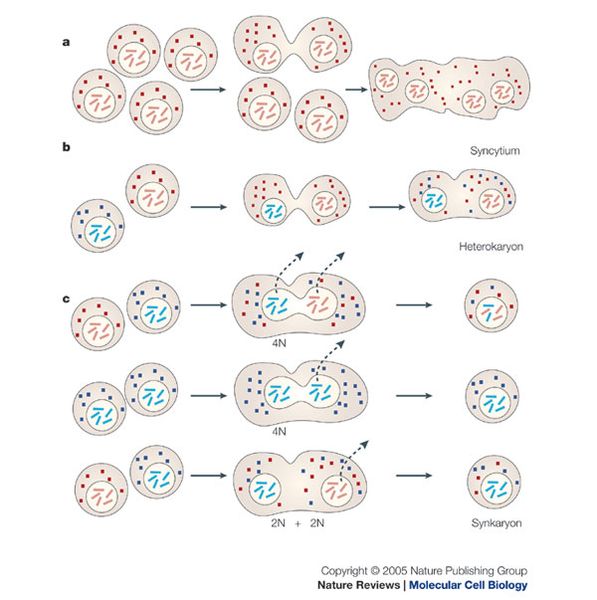 Main Difference - Protoplast vs Heterokaryon