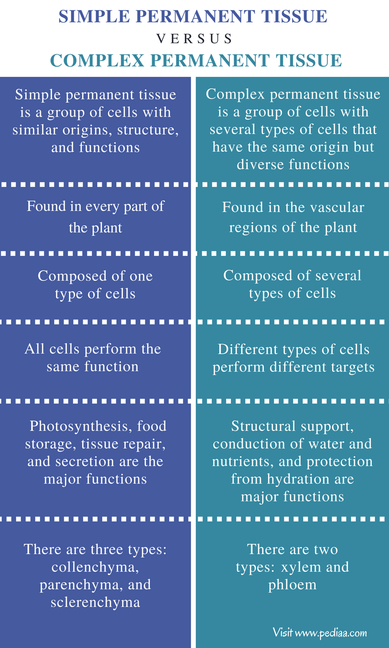 Difference Between Simple And Complex Permanent Tissue Class 9