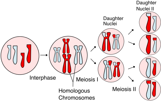 Difference Between Telophase 1 and 2 | Definition, Features ...