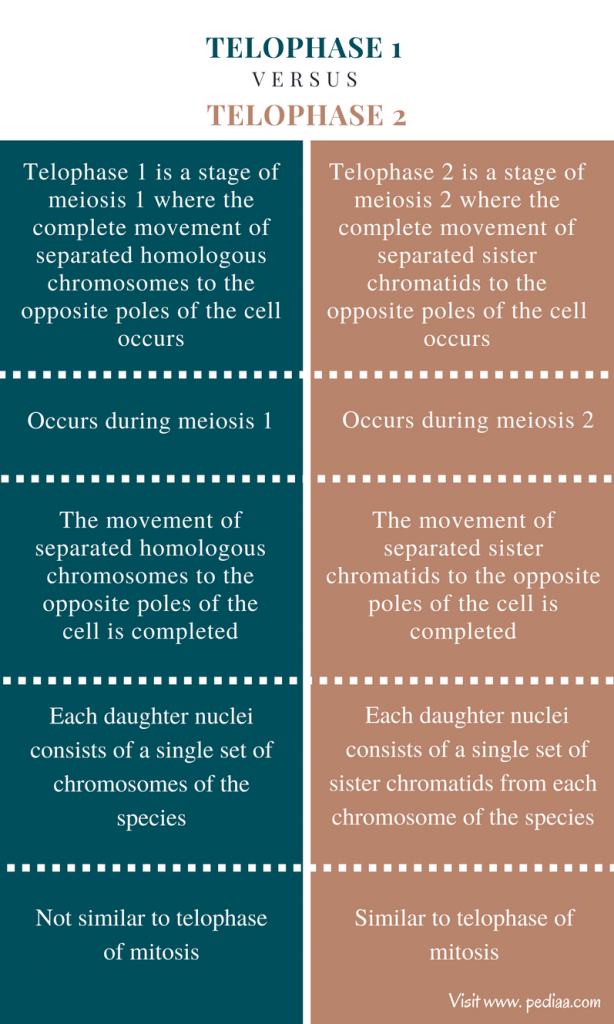Difference Between Telophase 1 and 2 | Definition, Features ...