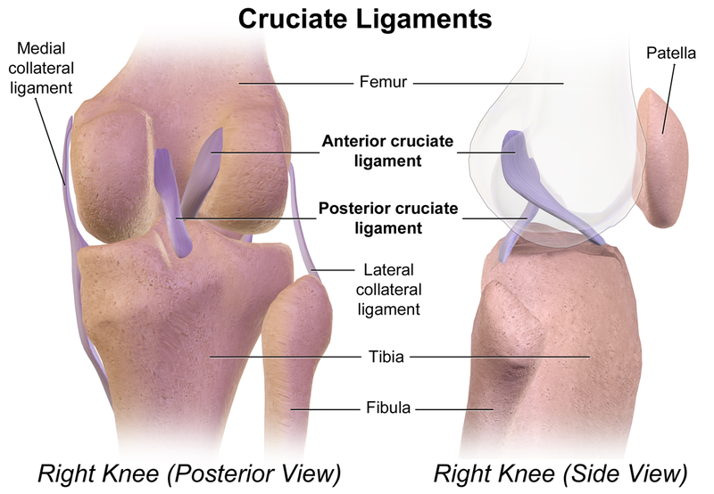 Anterior Cruciate Ligament Insertion And Origin