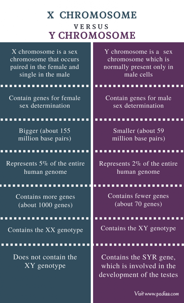 Difference Between X and Y Chromosome | Definition, Features, Function, Comparison