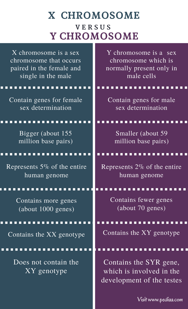 Difference Between X And Y Chromosome Definition Features Function 