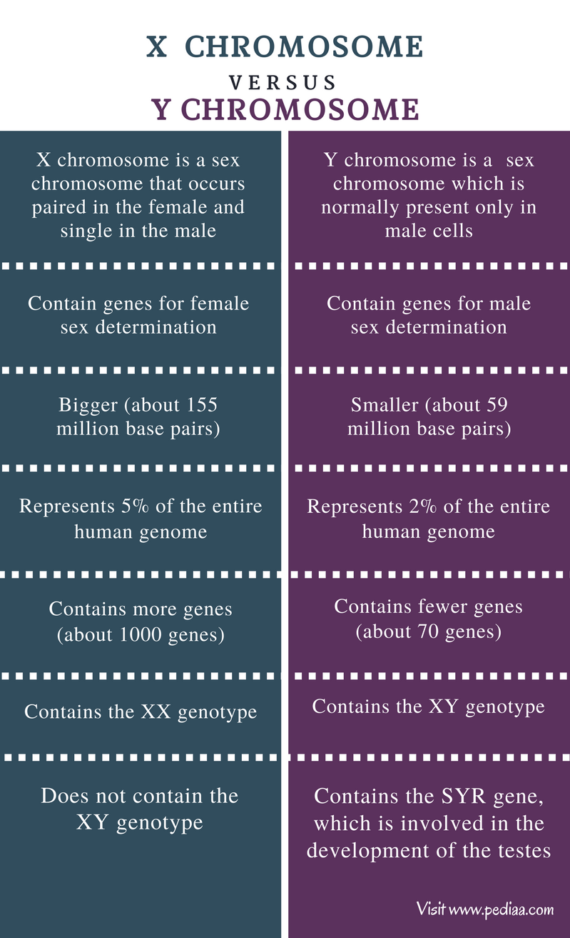 difference-between-x-and-y-chromosome-definition-features-function