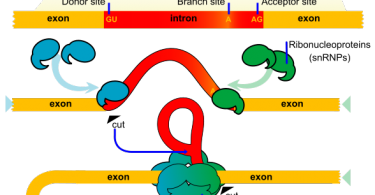 snRNA and snoRNA Differences Archives