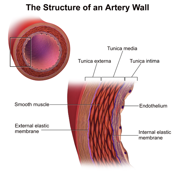 Difference Between Arteries and Arterioles 