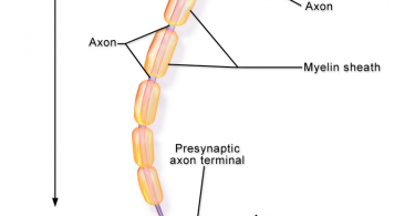 axon vs dendrite image