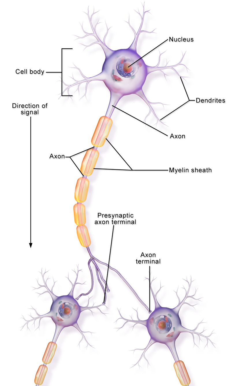 pseudounipolar axon vs dendrite