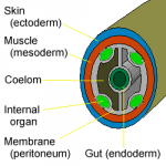 Difference Between Coelomate and Pseudocoelomate | Definition