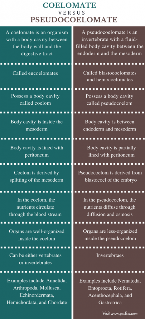 difference-between-coelomate-and-pseudocoelomate-definition