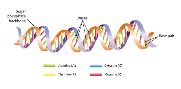 Main Difference - DNA vs cDNA