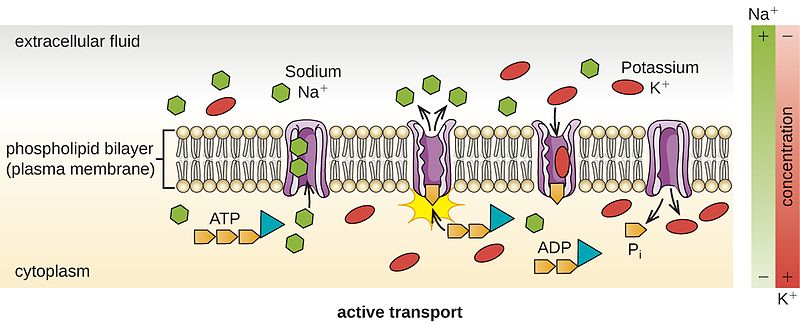 Difference Between Facilitated Diffusion and Active Transport