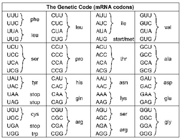 Main Difference - Genetic Code vs Codon 